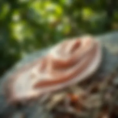 A sustainable fabric click-clasp shawl laid on a natural backdrop