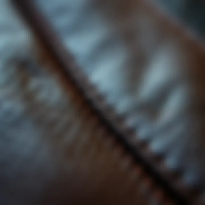 Close-up of leather texture and stitching