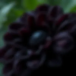 A close-up of a black flower showcasing its intricate petals